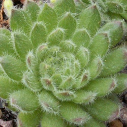 Sempervivum - Dachwurz - Hauswurz